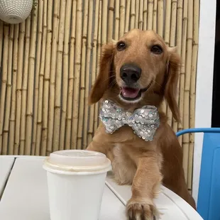 a dog sitting at a table with a cup of coffee