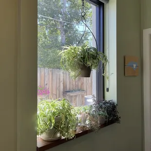 Cute little plant window inside.