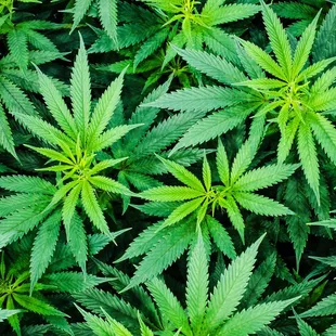 Essence Cannabis Dispensary - Cannabis Leaves