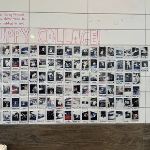 Puppy wall