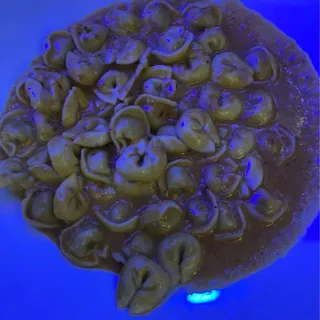 Tortellini ai Formaggi