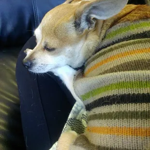 Free snuggles/lap warming while you wait from Miss Cookie Marie! Best garage ever.