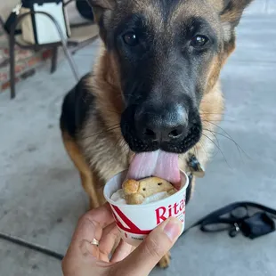 My dog Lillet enjoying a pup cup!
