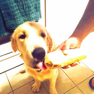 My dog loves the mojito burrito!