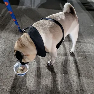 Frank enjoying his Dog Dish Ice Cream at Ritter's Dayton-Xenia Rd.