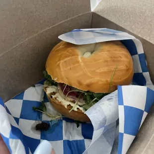 Bagel Sammy