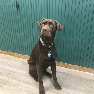 Despite sad face, this guy's name is HAPPY - loves to play fetch!