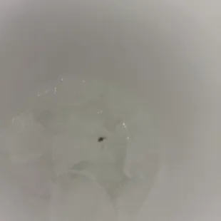 A fly in a cup of soda from Rivals
