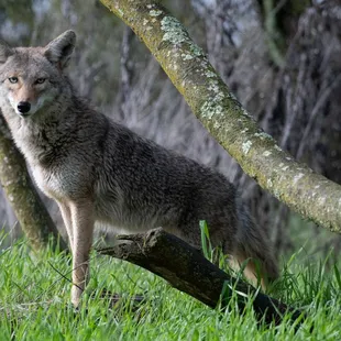 One of several coyotes frequently found in the park.