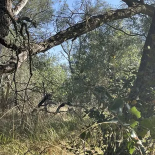 Coyote near the bottom of the picture - can you spot it?