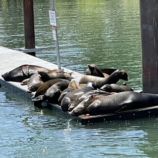 An unusual gathering of sea lions as they take a break from their pursuit of lunch