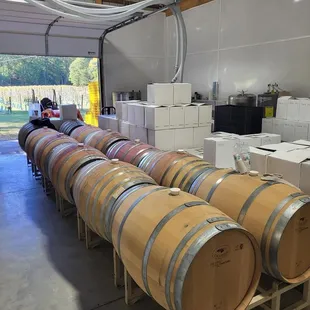 barrels of wine in a wine cellar