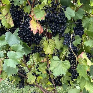 The vineyards at River Dog Winery.