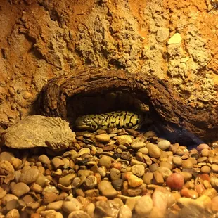 Barred tiger salamander