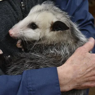 Meet some of our animal ambassadors.