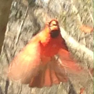 Male cardinal taking flight.