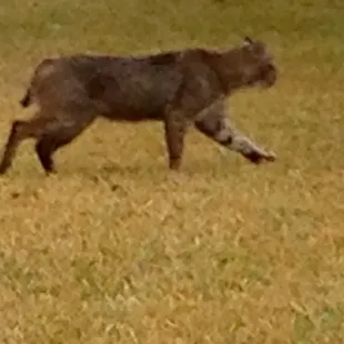 The powerful build of the bobcat on the prowl.