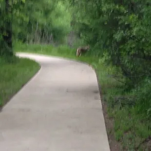 Beware of coyotes! Just saw one on the trail!