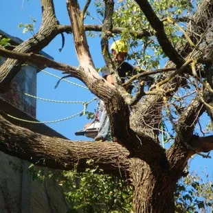 Mitch is prepping his ropes prior to making some limbing cuts.