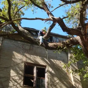 Son Mitch in the tree.  He is in the process of limbing the tree so that when it is felled it won't catch on any of the struc...