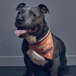 Pet Pop-Up Featured Item