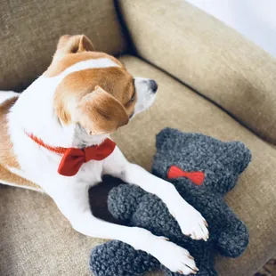 Pet Pop-Up Featured Item