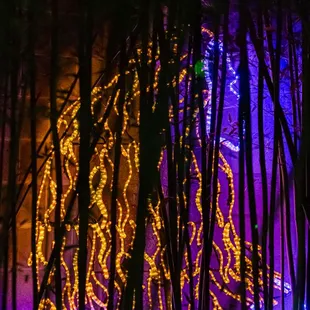 River of Lights at ABQ BioPark &amp; Botanic Garden