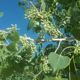 The cottonwoods are blooming