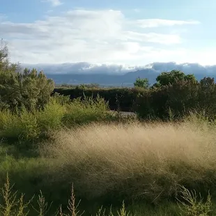 sacaton grass