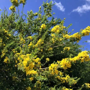 Lots of flowers!