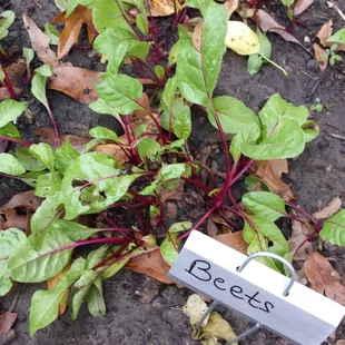 Beets from the RRAAM Freedom Garden
