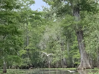 Beyond the Bayou Tours