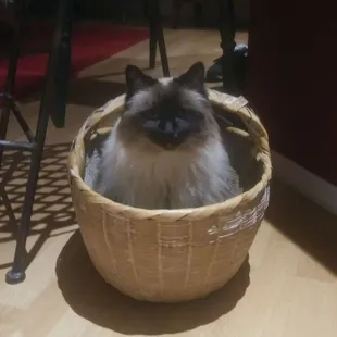 Kitties &amp; their special places!