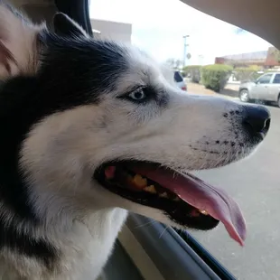 Eli going to see Dr. Crocker @ River Road Pet Clinic!