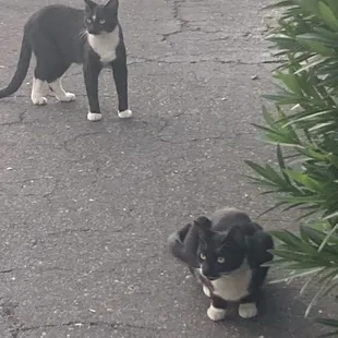 Two semi-feral cats that hung out at the place. They are adorable but also sort of sad to see.