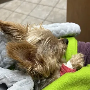 Dexter after surgery