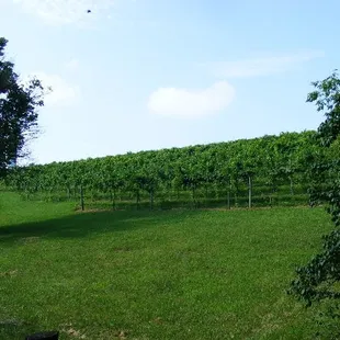 a vineyard in the distance