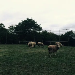 sheep grazing in a field