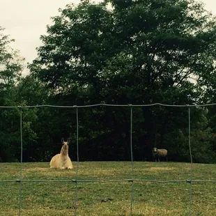 a horse and sheep in a field