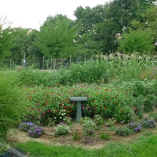 a garden with flowers and a birdbath