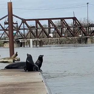 Sea lions
