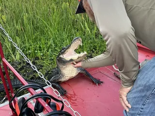 New Orleans Airboat Swamp Tours