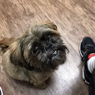 Porkchop waiting for his follow up appointment he was nervous!