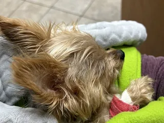 River Trail Animal Hospital & Pet Lodge