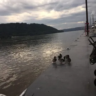 ducks on the dock