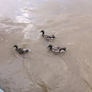 Three ducks