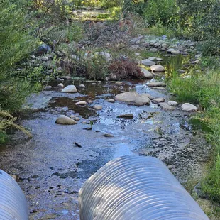 The creek dried up mostly