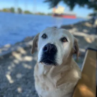 Daisy loves watching the ships but doesn&apos;t like their BIG HORNS