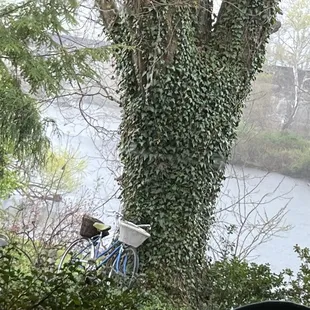 a bicycle leaning against a tree