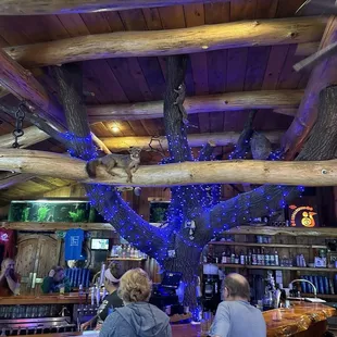 The Oak tree